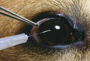 Citologia Ocular